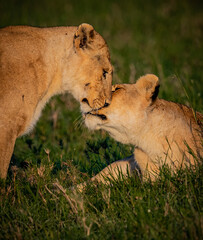 Pair of female lionesses rubbing faces, saying hello behavior.