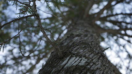branches against sky
