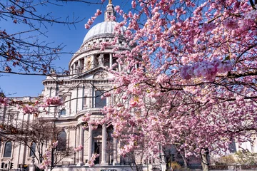 Poster Spring in London, United Kingdom, with colorful cherry tree blossoms in front of the St. Pauls Cathedrale © moofushi
