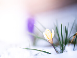 Closed blossom of a white and yellow crocus in the snow in spring with beautiful colors