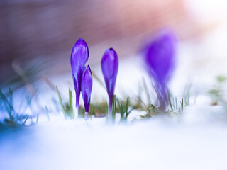 Closed blossom of a violet crocus in the snow in spring with beautiful colors