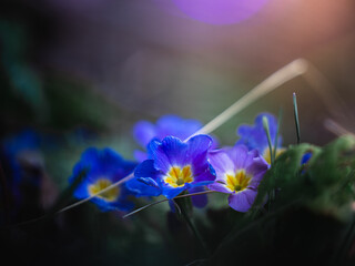 Blossom of violet primroses in spring with beautiful colors in the background.