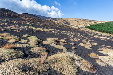 Prickly vegetation thrives in lava ash on Mt. Etna.