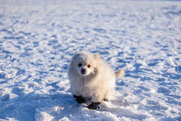little white fluffy dog on snow 
