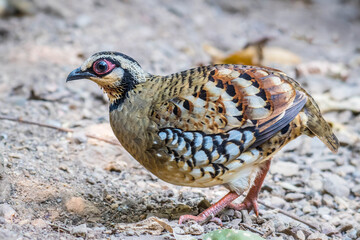 Bar-backed Partridge in nature.