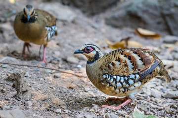 Bar-backed Partridge in nature.