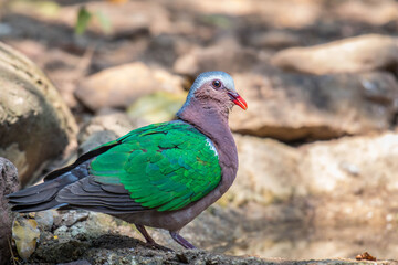 Green-winged Pigeon in nature.