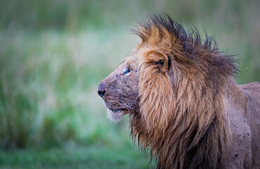 Profile of a male lion in Kenya