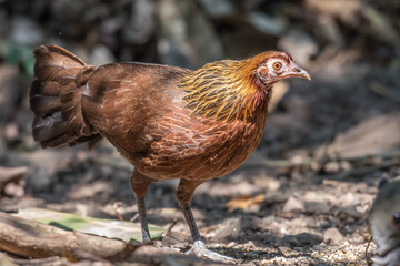 Red junglefowl female in nature.