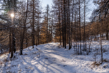 sunny winter day in mongolia. forest covered with snow.	