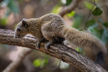  Squirrel on branch in nature.