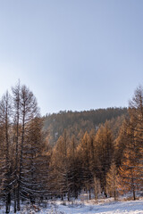 sunny winter day in mongolia. forest covered with snow.	