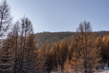 sunny winter day in mongolia. forest covered with snow.	
