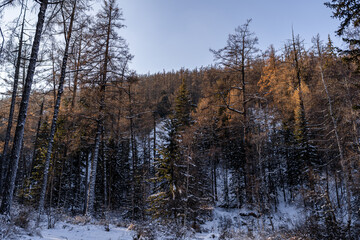trees in the forest in winter in mongolia 