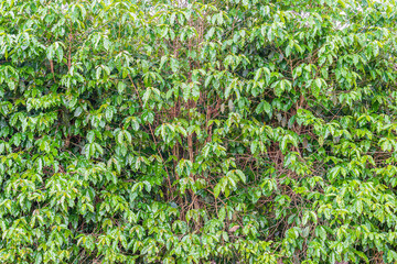 Coffee plant with no coffee berries yet, just the plant. Brazilian mineiro coffee, plantation at Minas Gerais state.