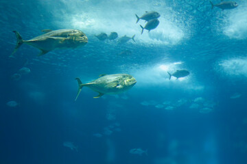 Fototapeta na wymiar Xareu fish swimming