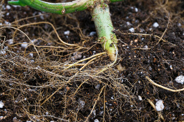 the trunk of a hemp bush after cutting the foliage with roots in the soil in a white pot