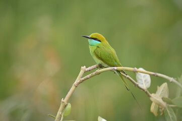 Obraz premium Little Green bee eater on Perch 