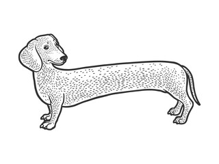 very long dachshund dog sketch engraving vector illustration. T-shirt apparel print design. Scratch board imitation. Black and white hand drawn image.