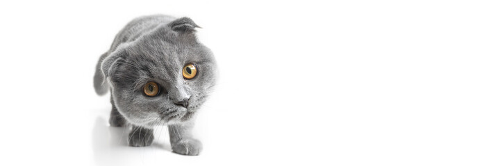 gray cat with beautiful eyes on a white background