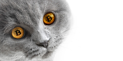 gray cat with beautiful eyes bitcoins on a white background