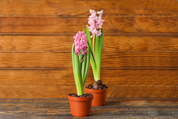 Beautiful blooming hyacinth plants on wooden background