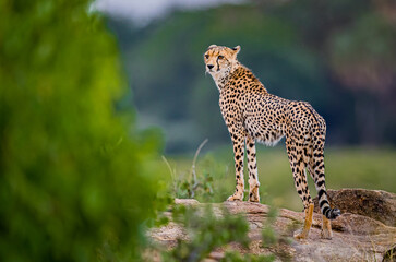 Stunning creatures, the cheetah of Kenya