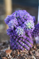 Macro view and depth perception of a dyed purple cacti