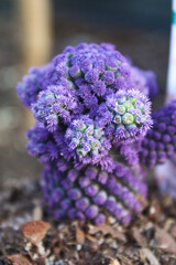 Fototapeta premium Macro view and depth perception of a dyed purple cacti