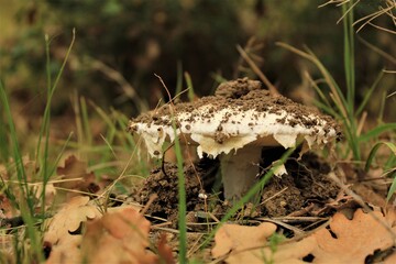 mushroom in the grass