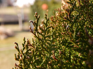 spring in the garden