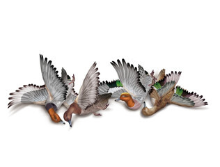 la chasse, tirer, canard, milouin- siffleur d'Europe,  nature morte, femelle, mâle, volant, ciel, vol, atteindre, tuer, oiseau, animal, nature, ailes, faune, bleu, blanc, sauvage, mer, oie, empennage,