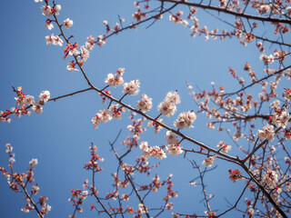 日本の桜