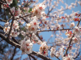 日本の桜