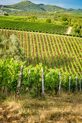 Fototapeta na wymiar Tuscan grape vines glow in the summer sun