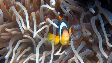 clown fish
