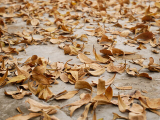 dried brown leaf for background