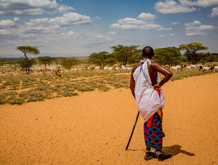 Unidentified Samburu man watches over his flock of goats