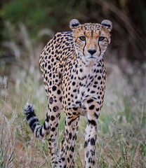 Very thin female cheetah walks through bush in Kenya, hunting