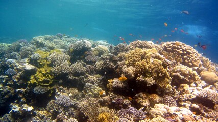 Fototapeta na wymiar blue hole corals