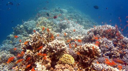 Obraz na płótnie Canvas blue hole corals