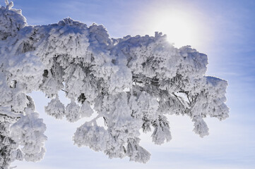 snow-covered trees in winter landscape