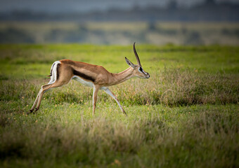 Wild Thompson's gazelle or Eudorcas thomsonii in Samburu