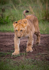 Young male lion roams the maasai Mara in spring