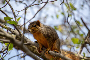 Squirel Watching Camera