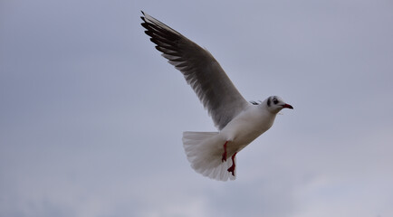 The sky in solid clouds does not frighten the seagull preparing for landing at sea
