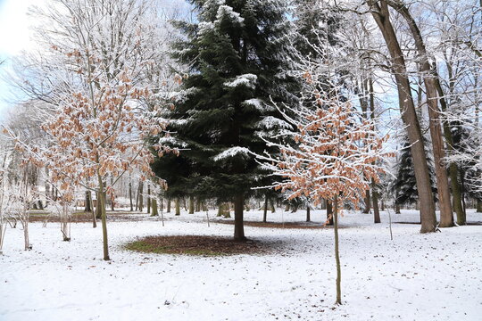 Snowy winter park