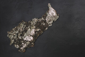 Forest backdrop. Tree bark on black background. Concept for natural eco organic bio cosmetic beauty product. flat lay