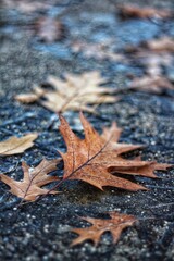 autumn leaves on the ground