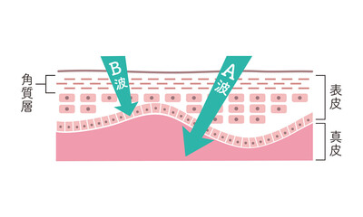 紫外線A波B波を説明する肌の断面図